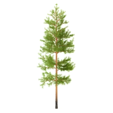 Realistic 5m Pine Tree 3D model image 1 