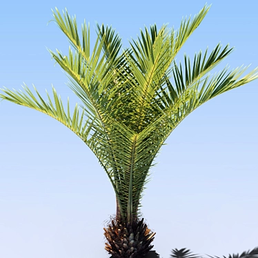 Title: Versatile Palms: Perfect for Indoor and Outdoor 3D model image 1 