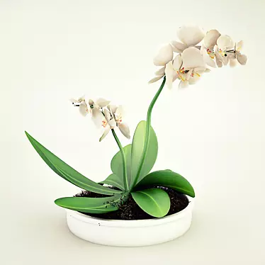 White Orchids in Pot 3D model image 1 
