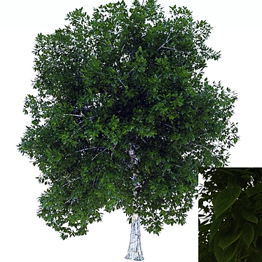 Summer Tree: Textured Beauty 3D model image 1 