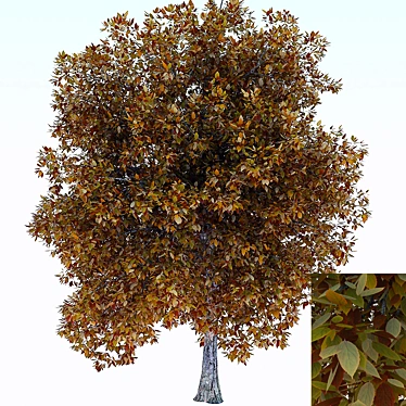 Textured Tree Fall 3D model image 1 