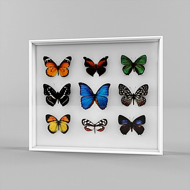 Butterfly Specimen Collection 3D model image 1 