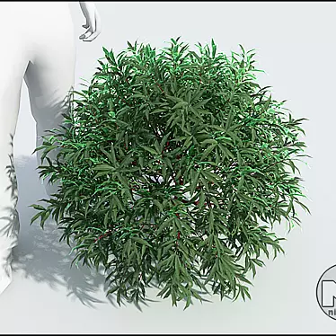 Compact Purple Willow 3D model image 1 