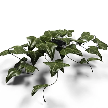 Lush Ivy: Stunning Houseplant 3D model image 1 