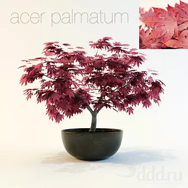 Japanese Maple - Acer Palmatum 3D model image 1 