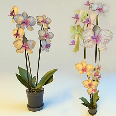 Elegant Orchid Blossom 3D model image 1 