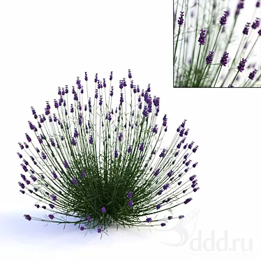 Optimized Lavender Mesh for Quicker Rendering 3D model image 1 