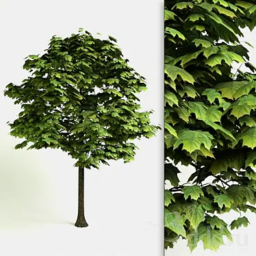 Highly Detailed 3D Maple Tree 3D model image 1 