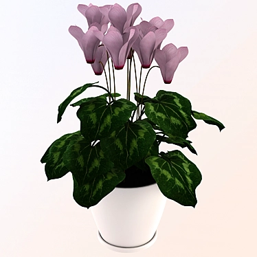 Elegant Cyclamen: Beautiful Indoor Flower 3D model image 1 