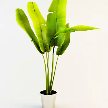 Tropical Beauty: Banana Palm 3D model image 1 