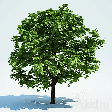 Ancient Acer Tree: High-Poly Model 3D model image 1 