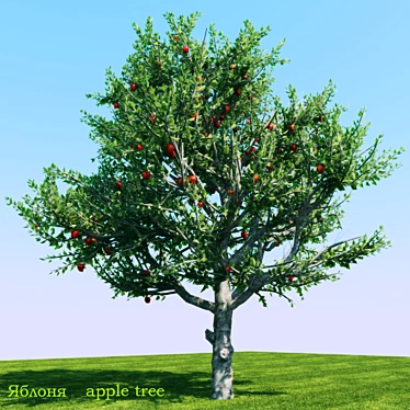 Apple Tree - 2013 & 2010 Version Files 3D model image 1 