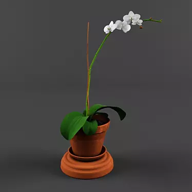 Blooming Orchid-Potted Beauty 3D model image 1 