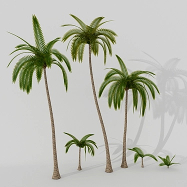 Multiscatter Palm Set 3D model image 1 