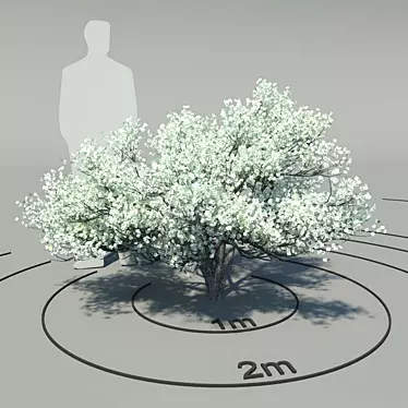 Flowering Dogwood: Elegant Cornus Florida 3D model image 1 