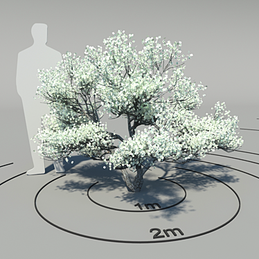 Flowering Dogwood (Cornus florida) - Elegant Blossoming Tree 3D model image 1 