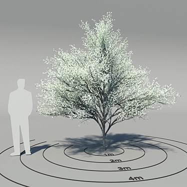 Elegant Flowering Dogwood Tree 3D model image 1 