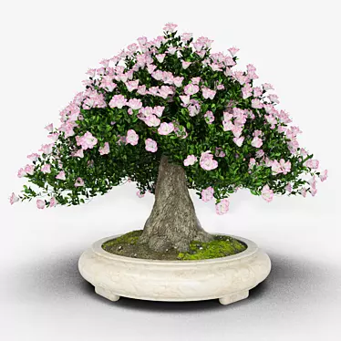 bonsai