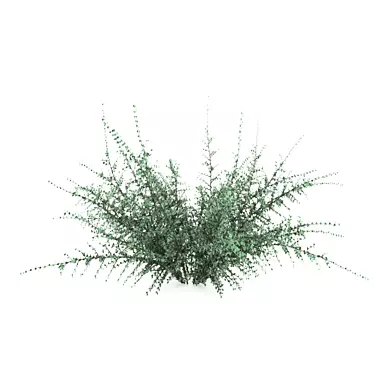 Horizontal Cotoneaster: Compact Beauty for Your Garden 3D model image 1 