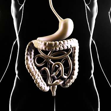 Digestive Health System 3D model image 1 