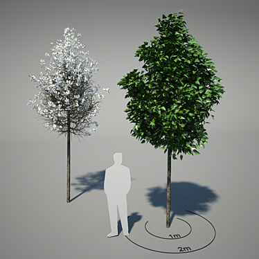 Magnolia Kobus: Fragrant White Flowers - 2 Flowering Periods [Max 2010 - Vray 2, FBX 3D model image 1 