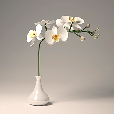 Elegant White Phalaenopsis Orchid 3D model image 1 