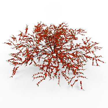 Japanese Quince: Hardy Flowering Plant 3D model image 1 