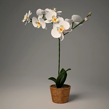 Elegant Phalaenopsis Orchid 3D model image 1 