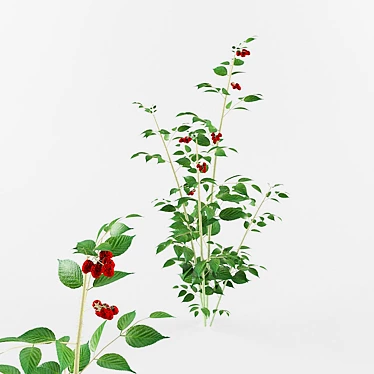 Lush Raspberry Bush for Abundant Harvest 3D model image 1 