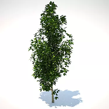 1m Sapling 3D model image 1 