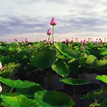 Botany Zuccini