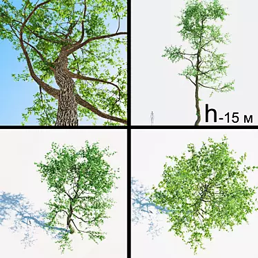 15 Meter Tall Tree | Sparse Crown 3D model image 1 