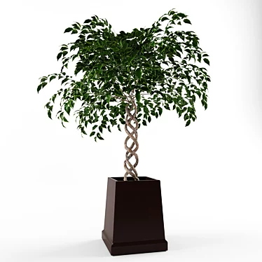 Green Ficus Indoor Ornamental Plant 3D model image 1 