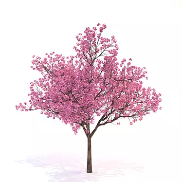 Flowering Dogwood Tree 3D model image 1 