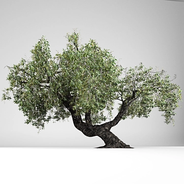 Mediterranean Gold: Olea Europaea 3D model image 1 