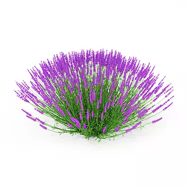 Exterior Lavender Bush 3D model image 1 