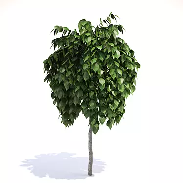 Title: Growth Begins: Sapling 3D model image 1 