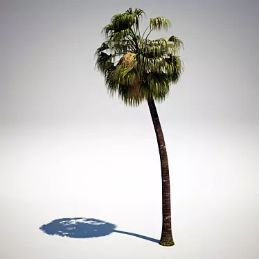 Exterior Palm: Livistona 3D model image 1 