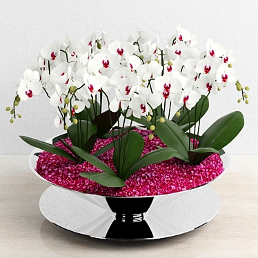 Mini Phalaenopsis Orchids: 5 Plants with 4-5 Flower Spikes 3D model image 1 