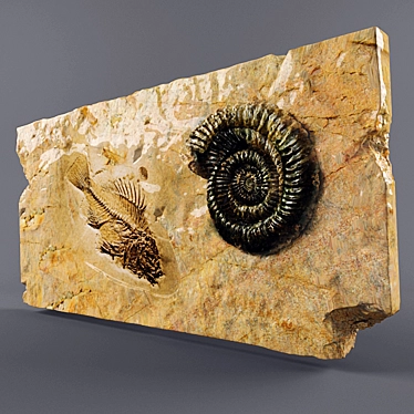 Ancient Remnants: Fossils for Sale 3D model image 1 