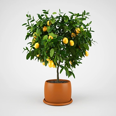 Lemon tree