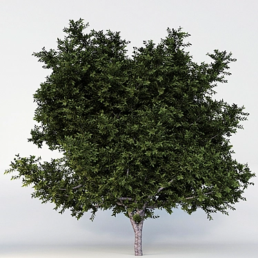 PECAN TREE