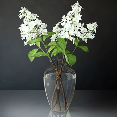 Hydrangea paniculata