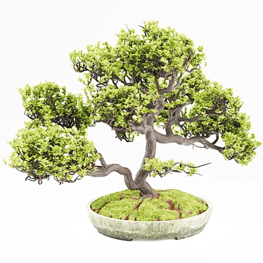 Elegant Vray Bonsai Tree 3D model image 1 