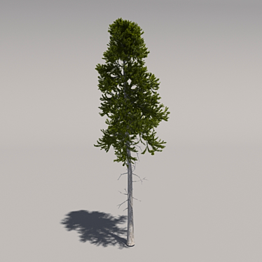 Giant Pine Tree: Second Edition 3D model image 1 