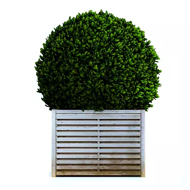 Round bush