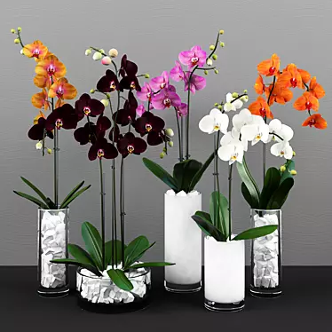 Phalaenopsis Orchid Set - 5 Varieties in Pots 3D model image 1 