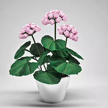 Potted Geranium: Add Charm to Your Space 3D model image 1 