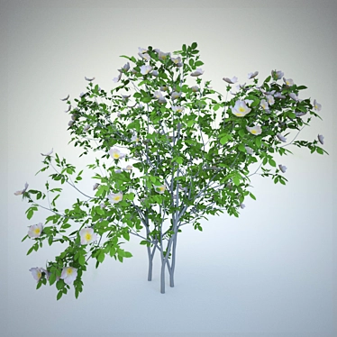 Versatile Rosa Sanina Rosebush 3D model image 1 