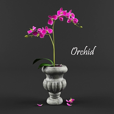 Elegant Orchid in Vase 3D model image 1 
